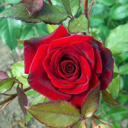 NATURE HILLS All Season Rose Grafted Climbing Hybrid Double Petal 1 Healthy Decorative Flowering Live plant for Home Garden tree Plant Height 1-1.5 fet in Nursery Grow Bag (RED)