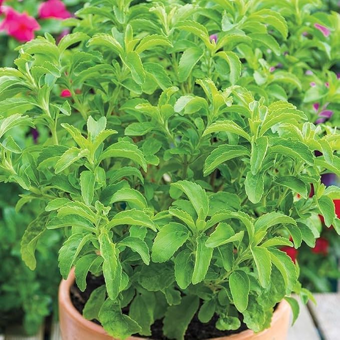 Stevia Live Plant For Home Garden | Healthy Live Plant | Stevia tree hybrid medicinal plant (Pack of 1)