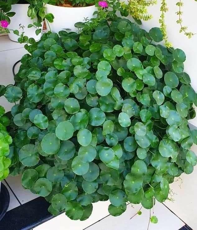YOTOVA XF7 Live Coin Plant Chinese Lucky Money Plant Tree for Office Desk Balcony Terrace Garden Living Room Corner Bedroom Home Decoration Gifting Air Purifier Study Table Hanging Pennywort Pilea