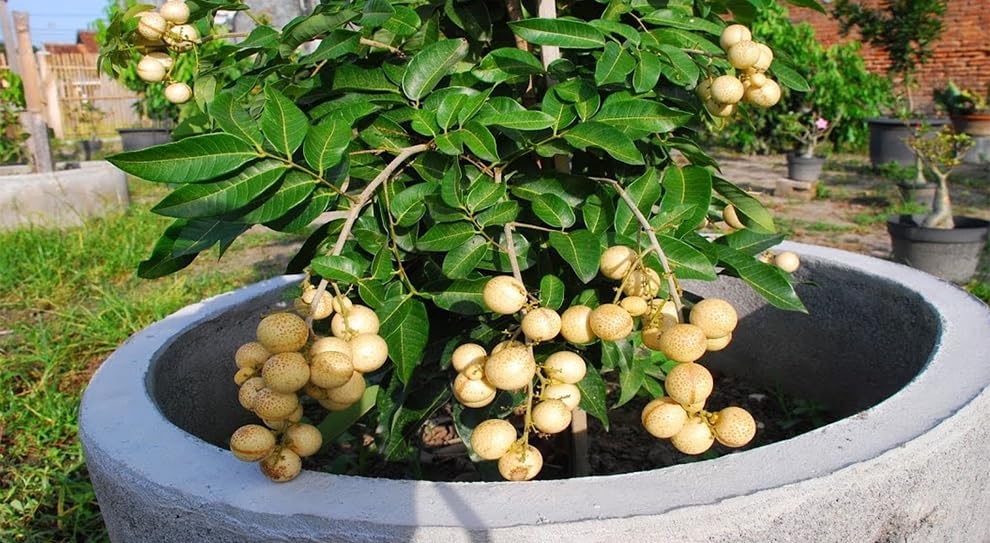 My Dream Garden Live Longan Fruit Plant – Exotic Tropical Fruit Tree for Home Gardening – Fast Growing, Easy to Care, and Ideal for Indoor & Outdoor Spaces