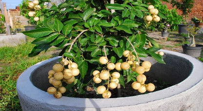 My Dream Garden Live Longan Fruit Plant – Exotic Tropical Fruit Tree for Home Gardening – Fast Growing, Easy to Care, and Ideal for Indoor & Outdoor Spaces