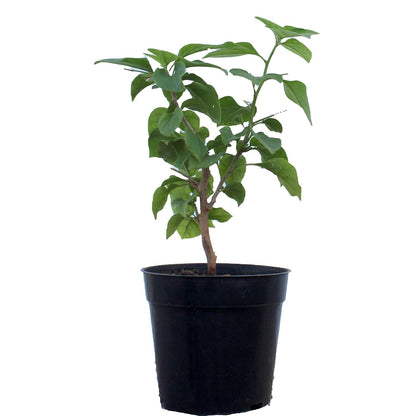 Beautiful Grafted Colourful Multi Bougainvillea Flower Dwarf Bonsai Plant Tree 4-5 colour || For Home Garden Outdoor & Indoor (Bougainvillea)