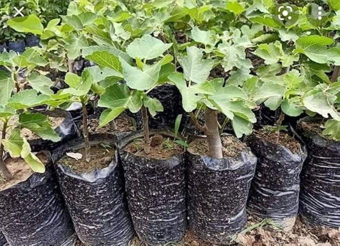 All Season Hybrid anjeer tree live plant for home garden, Online Anjeer, Fig Plants (Pack of 1) - Live Plants