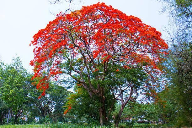 Garden Basket Hubb Red Gulmohar | Home Decor Garden Indoor/Outdoor Plants | Ornamental Tree Seeds | Avenue | Gulmohar,Delonix Regia,Royal Poinciana,Flamboyant,Flame Tree Seed, (75 Seeds)