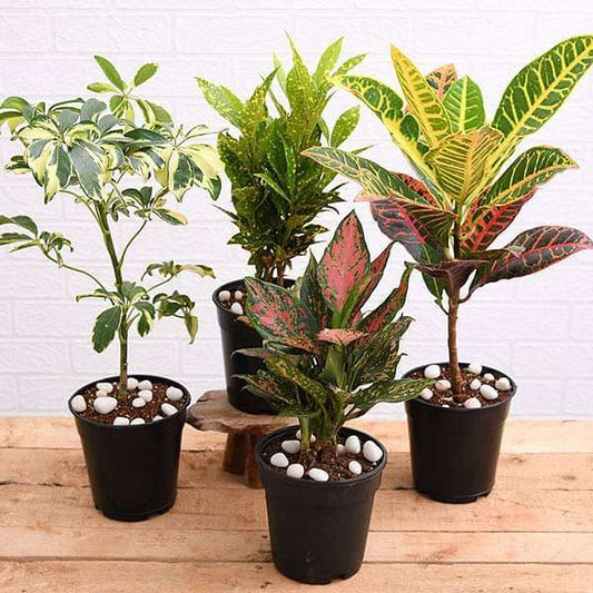 Mphmi Perennial NCR PlantsTop 4 Colorful Foliage House Plants for Indoor Decoration Croton Plant, Codiaeum variegatum Aglaonema aurora, Aglaonema lipstick Schefflera Variegated