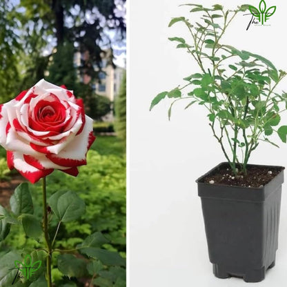 The Green Beach Live Multi Colour Rose Tree Plant original (1 live plant) Hybrid All Time HOT CILMATE Sweet Colour Rose Gullab Flower Tree Plant Home Garden Live Plant