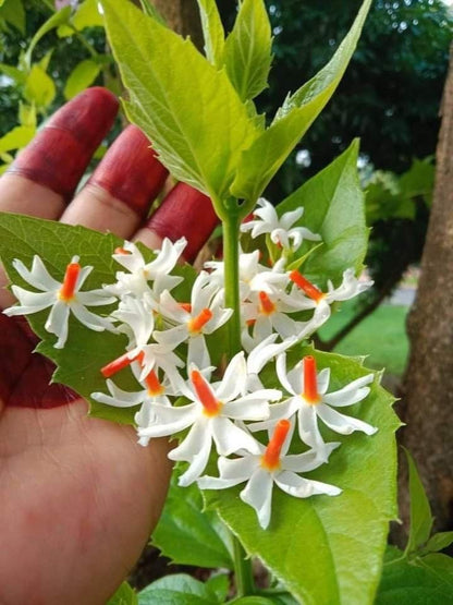 Flowering Parijat/Baromasi Night Queen – Highly Fragrant Harsingar Jasmine Live Plant | 12-Month Blooming Hybrid Night-Flowering Jasmine Tree for Home Garden, Balcony & Indoor Decoration