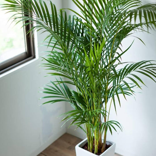 Indoor Areca Palm Plant Indoor plants for living room bonsai,Outdoor Decoration Natural Live "Chinese palm" Tree For Home Garden Tree Outdoor indoor plant Without Pot (Pack of 1)