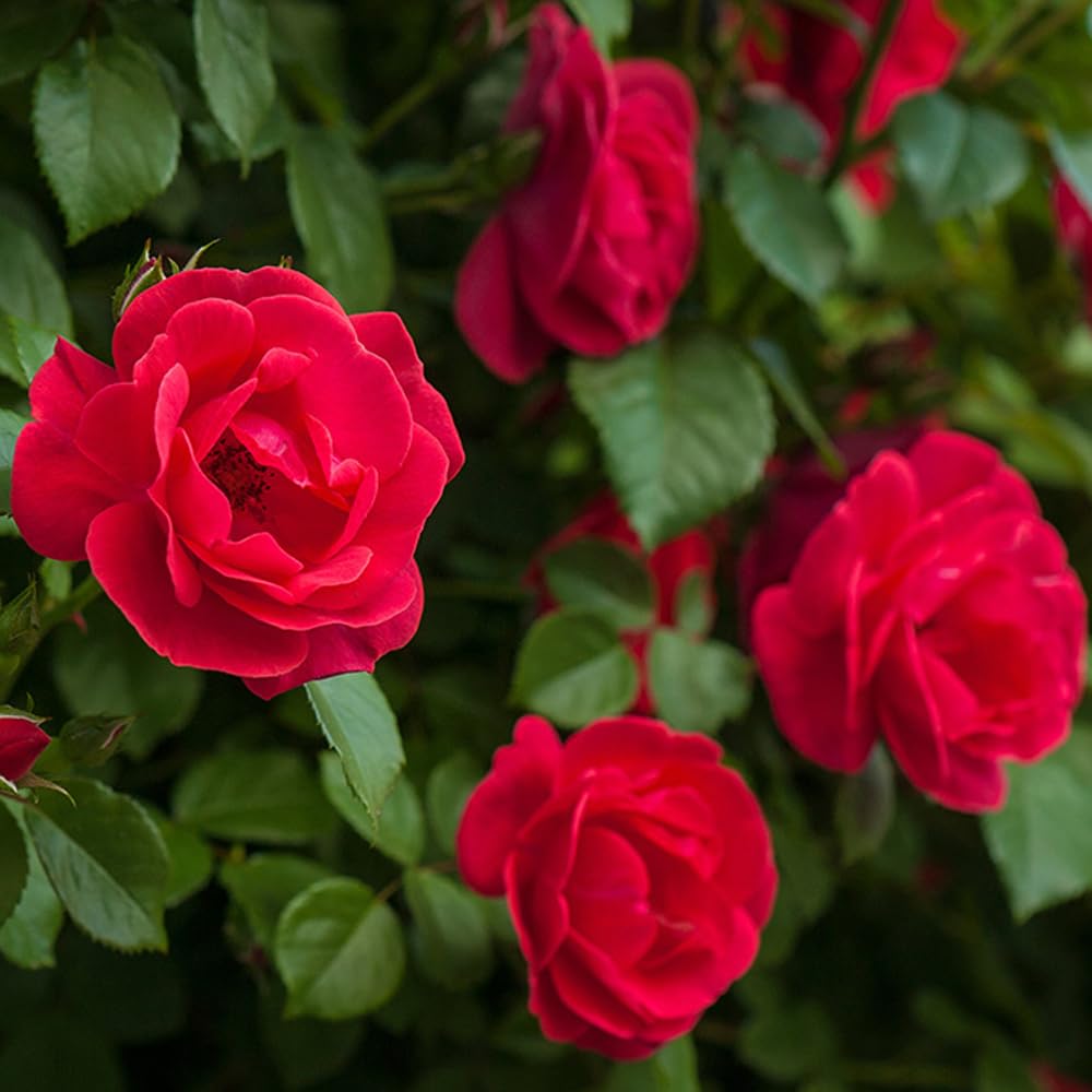 NATURE HILLS All Season Rose Grafted Climbing Hybrid Double Petal 1 Healthy Decorative Flowering Live plant for Home Garden tree Plant Height 1-1.5 fet in Nursery Grow Bag (RED)