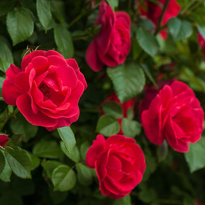 NATURE HILLS All Season Rose Grafted Climbing Hybrid Double Petal 1 Healthy Decorative Flowering Live plant for Home Garden tree Plant Height 1-1.5 fet in Nursery Grow Bag (RED)