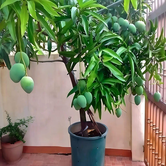 Thai All Time Mango Plant Grafted (plant Height 2-3 Feet) All Season Mango Plant Hybrid Thailand Baramasi Mango Tree Live Fruit Plant For Home Garden Live Mango Fruit Tree