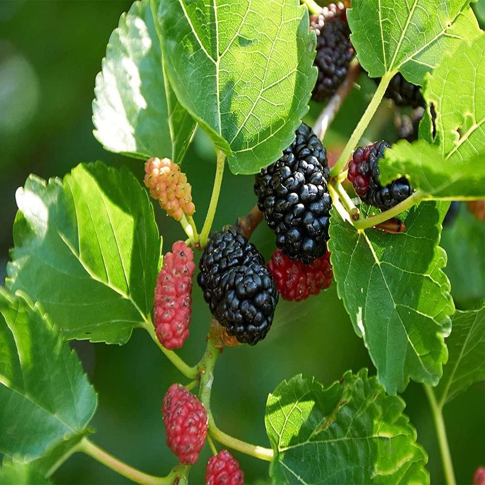 PLANT EXOTIC |Black Mulberry/Shahtoot Plant Bearing Fresh&Healthy |Must-Have Sweet Layering/Grafted For Gardeners |Live Hybrid Plant | All Season Rare Tropical Tasty Fruit Tree