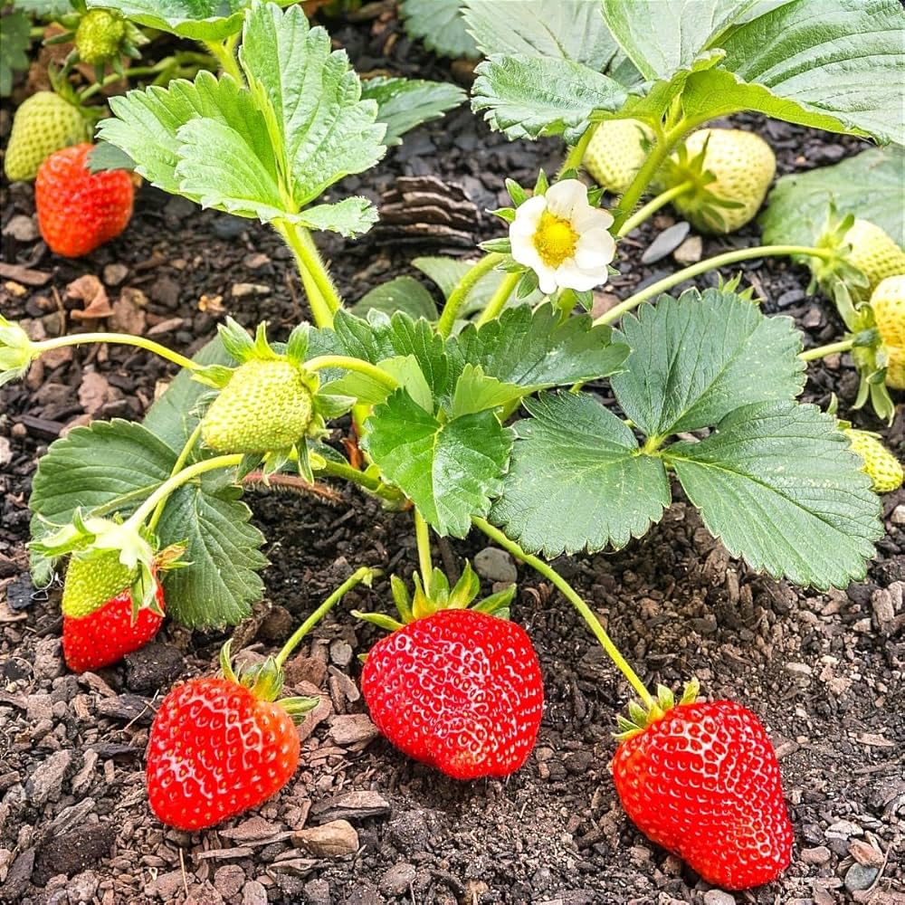 Nature Friendly Strawberry Plant For Home Garden Indoor Outdoor Hybrid Fruit Plant (Pack Of 1 With Pot) Zp_ 2