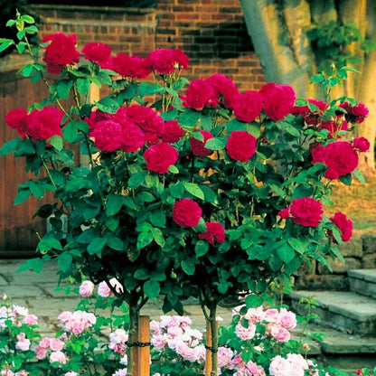 NATURE HILLS All Season Rose Grafted Climbing Hybrid Double Petal 1 Healthy Decorative Flowering Live plant for Home Garden tree Plant Height 1-1.5 fet in Nursery Grow Bag (RED)