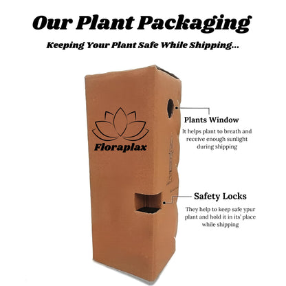 Live Wonderful All Season Purple Lavender Flower Tree Healthy Live Plant For Home Garden Outdoor Indoor plant in Black Pot