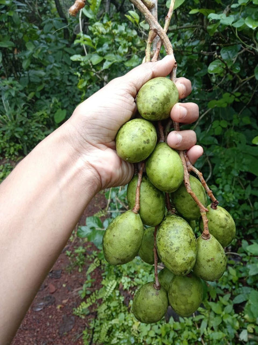 Live Amra Fruit Plant, Tropical Hog Plum Tree, Vitamin Rich Fruits for Terrace Garden, Hardy Grower (1 Healthy Live Plant)