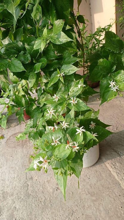 Flowering Parijat/Baromasi Night Queen – Highly Fragrant Harsingar Jasmine Live Plant | 12-Month Blooming Hybrid Night-Flowering Jasmine Tree for Home Garden, Balcony & Indoor Decoration