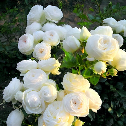 NATURE HILLS All Season Rose Grafted Climbing Hybrid Double Petal 1 Healthy Decorative Flowering Live plant for Home Garden tree Plant Height 1-1.5 fet in Nursery Grow Bag (WHITE)