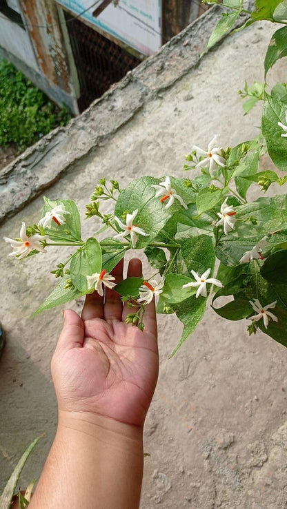 Flowering Parijat/Baromasi Night Queen – Highly Fragrant Harsingar Jasmine Live Plant | 12-Month Blooming Hybrid Night-Flowering Jasmine Tree for Home Garden, Balcony & Indoor Decoration