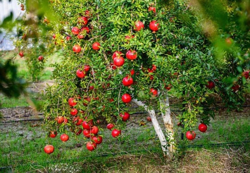 Pomegranate Plant/Anar Tree Sapling (Bedena gach) Healthy pomegranate fruit plant/Live Plant Indoor/Outdoor Home Garden Fruit Plant (Pack of-1plant) A_28