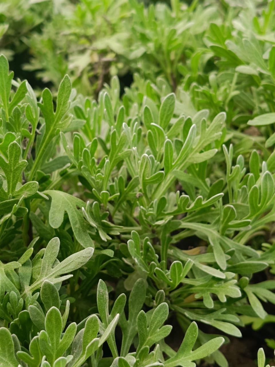 Live Wonderful All Season Purple Lavender Flower Tree Healthy Live Plant For Home Garden Outdoor Indoor plant With Black Plastic Pot