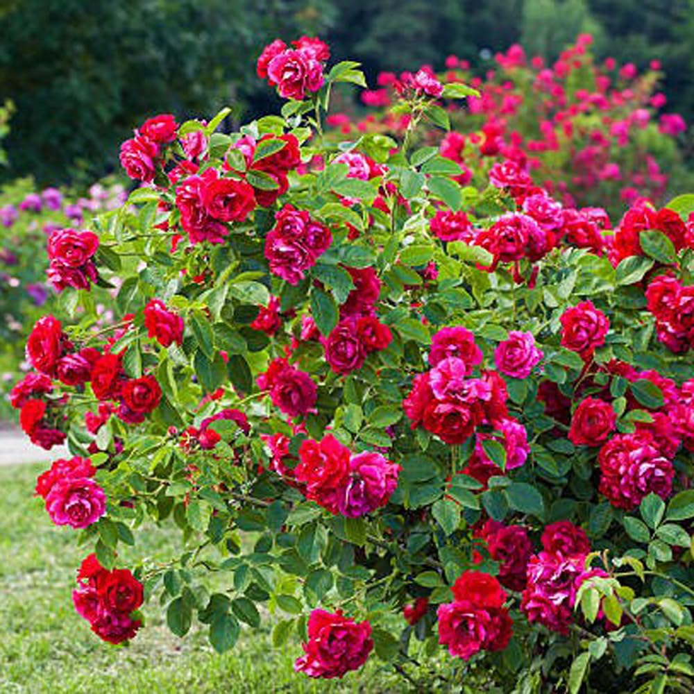 NATURE HILLS All Season Rose Grafted Climbing Hybrid Double Petal 1 Healthy Decorative Flowering Live plant for Home Garden tree Plant Height 1-1.5 fet in Nursery Grow Bag (RED)