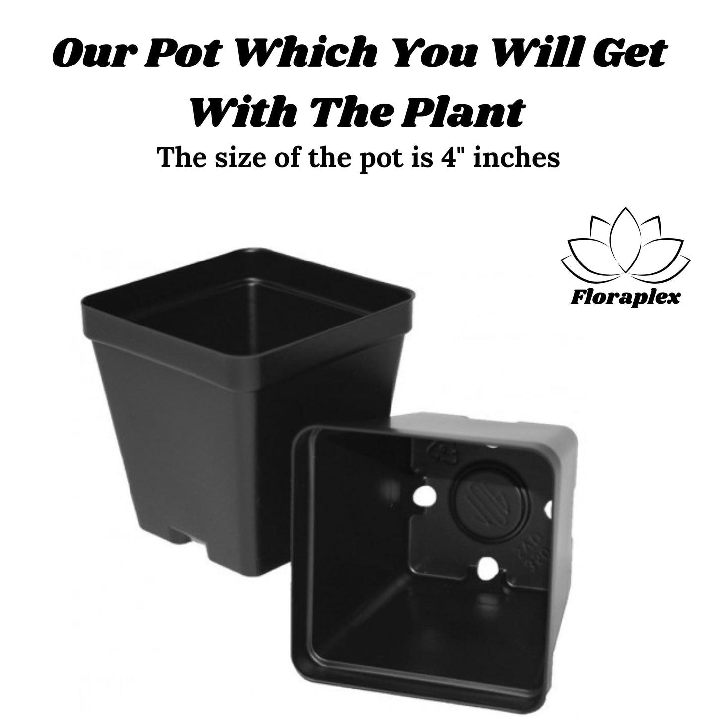 Live Wonderful All Season Purple Lavender Flower Tree Healthy Live Plant For Home Garden Outdoor Indoor plant in Black Pot