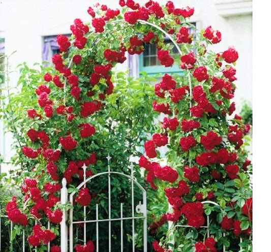 Royal Paradise Garden Red Climbing Rose Tree-Plant Seeds (20 Seeds)