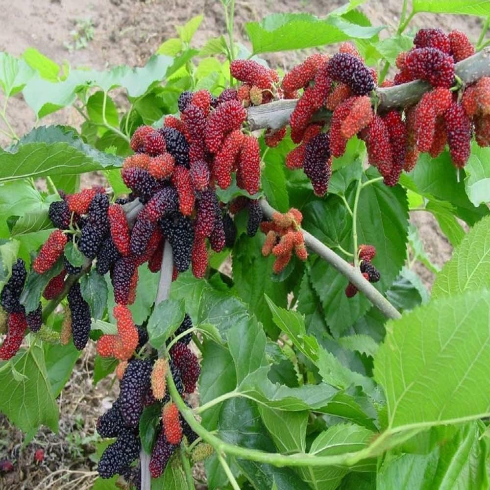 PLANT EXOTIC |Black Mulberry/Shahtoot Plant Bearing Fresh&Healthy |Must-Have Sweet Layering/Grafted For Gardeners |Live Hybrid Plant | All Season Rare Tropical Tasty Fruit Tree