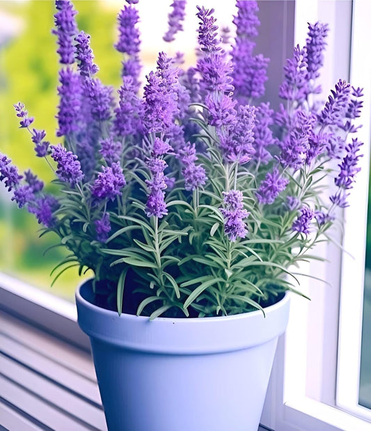 Live Wonderful All Season Purple Lavender Flower Tree Healthy Live Plant For Home Garden Outdoor Indoor plant in Black Pot
