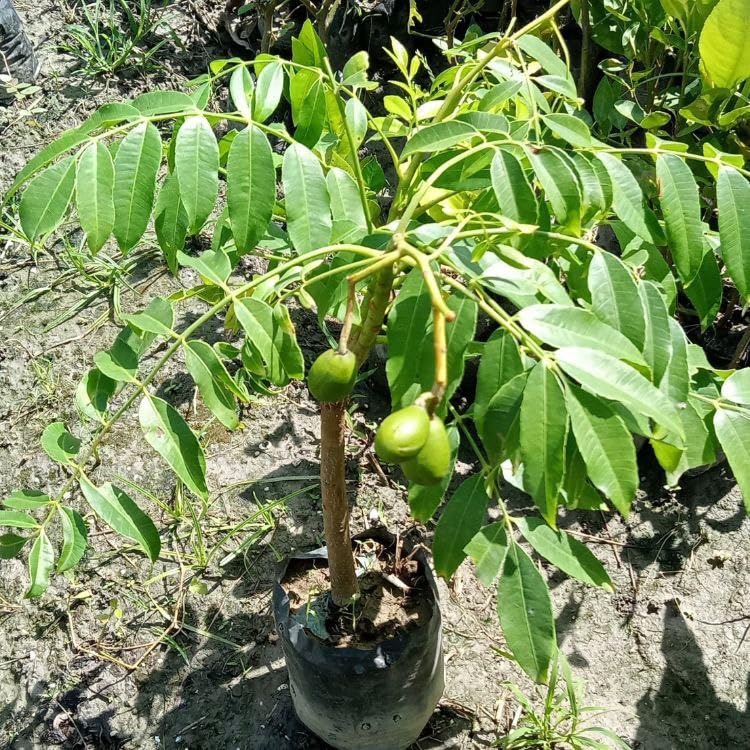 Live Amra Fruit Plant, Tropical Hog Plum Tree, Vitamin Rich Fruits for Terrace Garden, Hardy Grower (1 Healthy Live Plant)