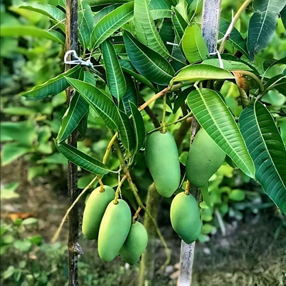 Thai All Time Mango Plant Grafted (plant Height 2-3 Feet) All Season Mango Plant Hybrid Thailand Baramasi Mango Tree Live Fruit Plant For Home Garden Live Mango Fruit Tree