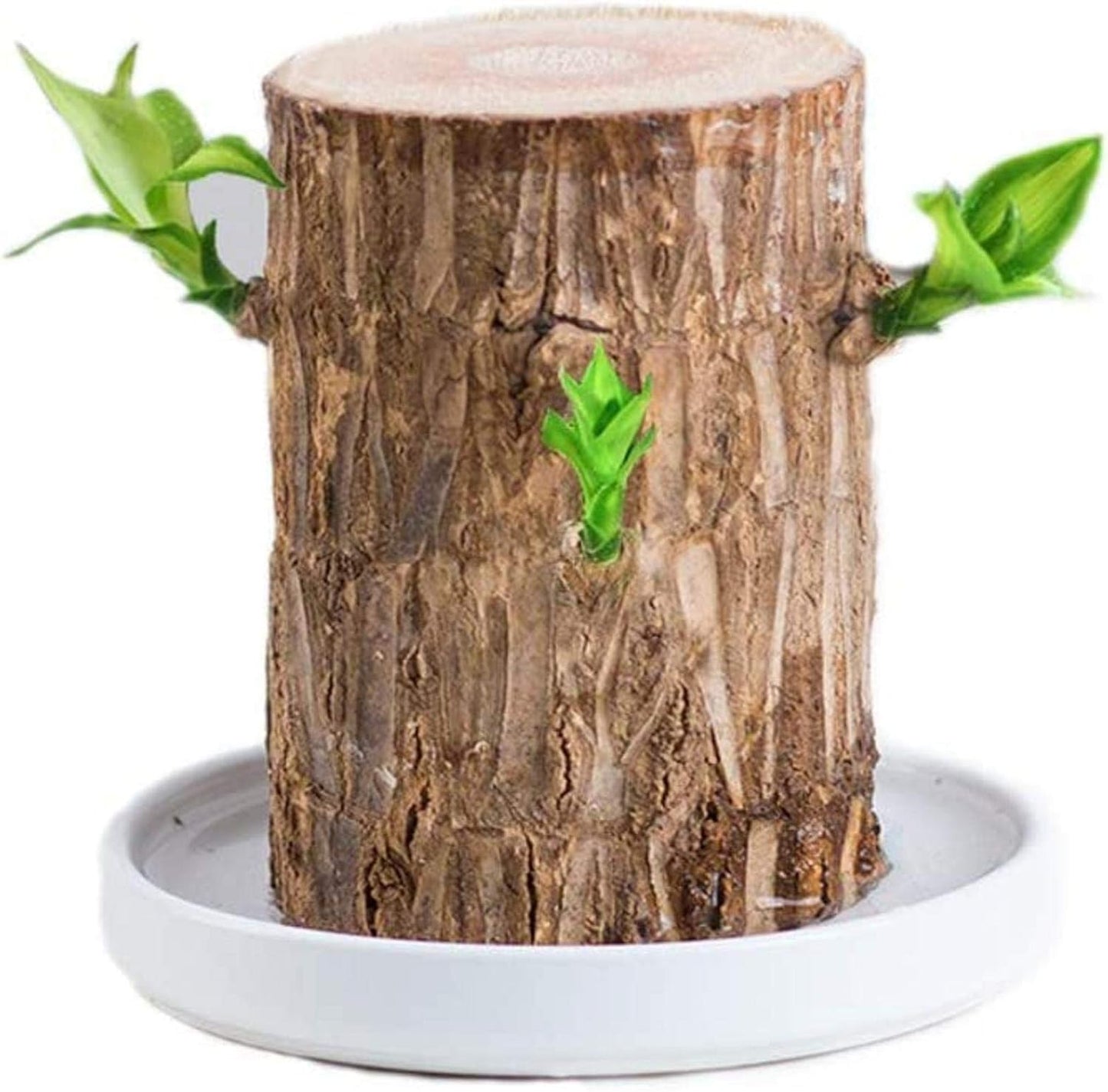 My Dream Garden Brazilian Lucky Wood Plant – Feng Shui Indoor Tree for Good Fortune and Positive Energy
