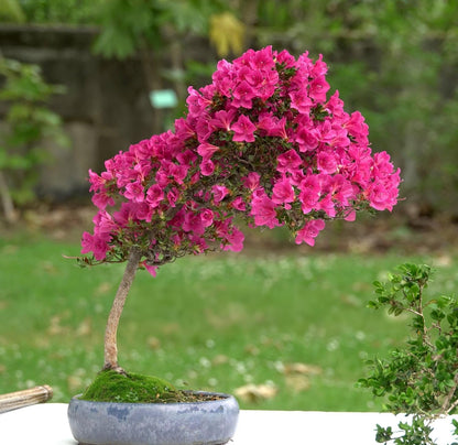 Beautiful Grafted Colourful Multi Bougainvillea Flower Dwarf Bonsai Plant Tree 4-5 colour || For Home Garden Outdoor & Indoor (Bougainvillea)