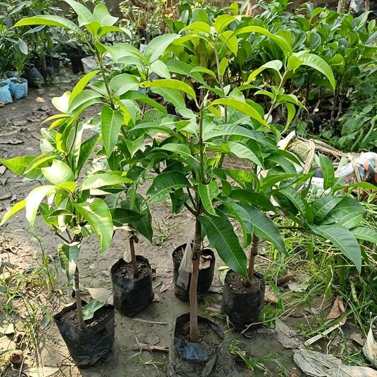 Thai All Time Mango Plant Grafted (plant Height 2-3 Feet) All Season Mango Plant Hybrid Thailand Baramasi Mango Tree Live Fruit Plant For Home Garden Live Mango Fruit Tree