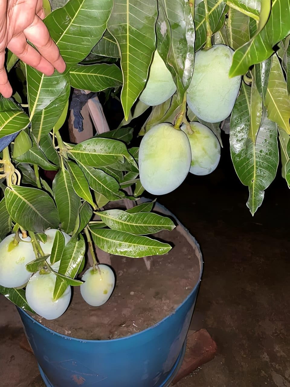 Thai All Time Mango Plant Grafted (plant Height 2-3 Feet) All Season Mango Plant Hybrid Thailand Baramasi Mango Tree Live Fruit Plant For Home Garden Live Mango Fruit Tree