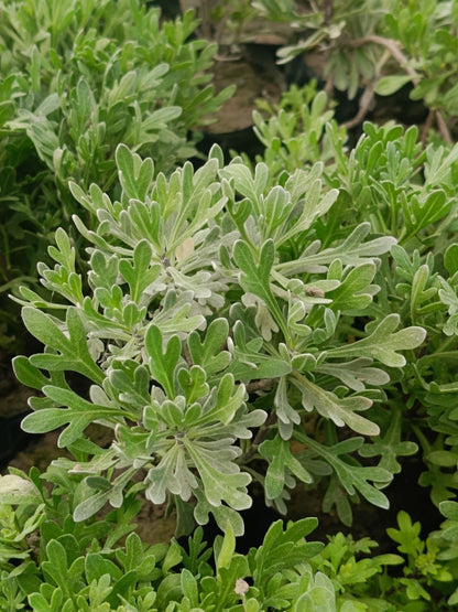 Live Wonderful All Season Purple Lavender Flower Tree Healthy Live Plant For Home Garden Outdoor Indoor plant in Black Pot