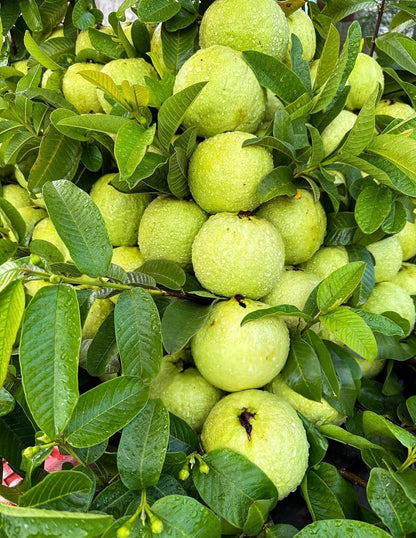 YOTOVA XC High Yield Hybrid All Seasons Guava Fruit Tree Live Plant for Home Kitchen Terrace Garden Amrood Ka Podha Amrud Phal Ka Paudha Outdoor