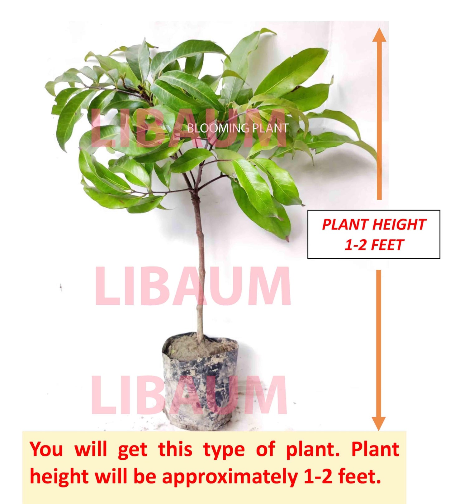 LIBAUM Muzaffarpur Shahi Litchi Fruit Live Plant | Lichi | Lychee | Lichu | Air Layered - Hybrid | High-Yield - Sweet Fruiting Tree For Home Garden (1-2 Feet Height 1 Leechi Plant in Poly Bag)
