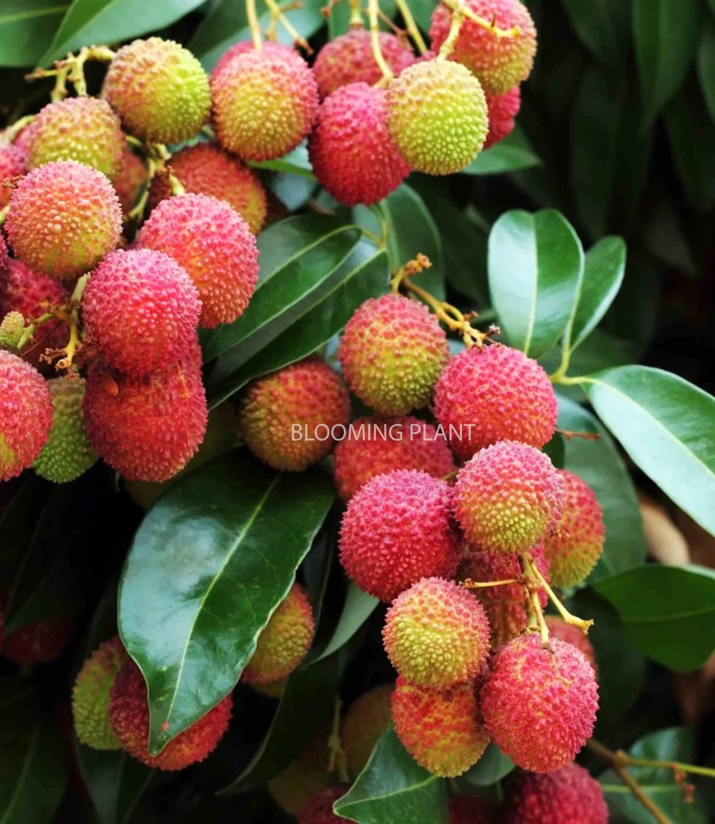 LIBAUM Muzaffarpur Shahi Litchi Fruit Live Plant | Lichi | Lychee | Lichu | Air Layered - Hybrid | High-Yield - Sweet Fruiting Tree For Home Garden (1-2 Feet Height 1 Leechi Plant in Poly Bag)