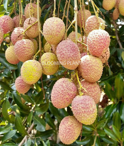 LIBAUM Muzaffarpur Shahi Litchi Fruit Live Plant | Lichi | Lychee | Lichu | Air Layered - Hybrid | High-Yield - Sweet Fruiting Tree For Home Garden (1-2 Feet Height 1 Leechi Plant in Poly Bag)