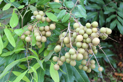 My Dream Garden Live Longan Fruit Plant – Exotic Tropical Fruit Tree for Home Gardening – Fast Growing, Easy to Care, and Ideal for Indoor & Outdoor Spaces