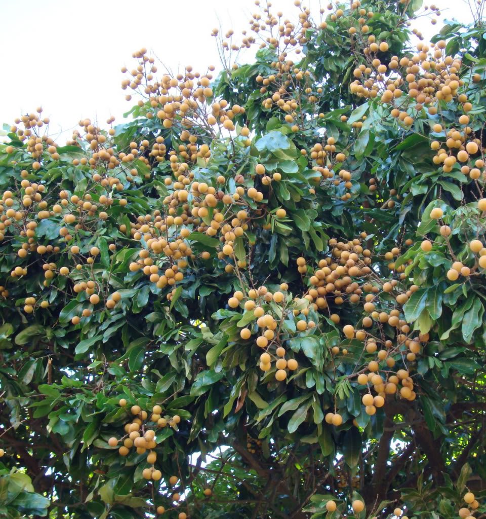 My Dream Garden Live Longan Fruit Plant – Exotic Tropical Fruit Tree for Home Gardening – Fast Growing, Easy to Care, and Ideal for Indoor & Outdoor Spaces