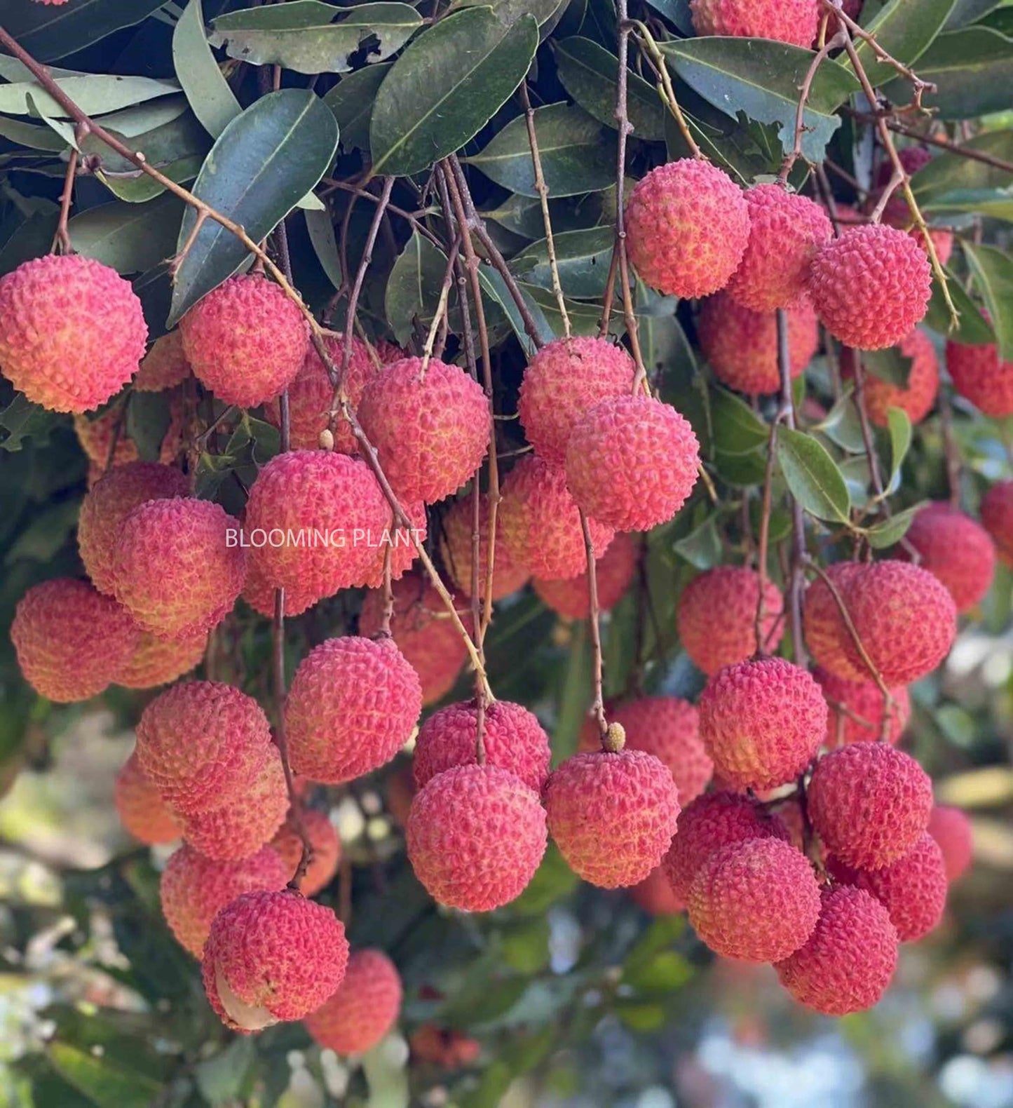 LIBAUM Muzaffarpur Shahi Litchi Fruit Live Plant | Lichi | Lychee | Lichu | Air Layered - Hybrid | High-Yield - Sweet Fruiting Tree For Home Garden (1-2 Feet Height 1 Leechi Plant in Poly Bag)