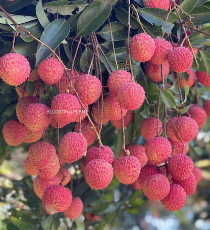 LIBAUM Muzaffarpur Shahi Litchi Fruit Live Plant | Lichi | Lychee | Lichu | Air Layered - Hybrid | High-Yield - Sweet Fruiting Tree For Home Garden (1-2 Feet Height 1 Leechi Plant in Poly Bag)