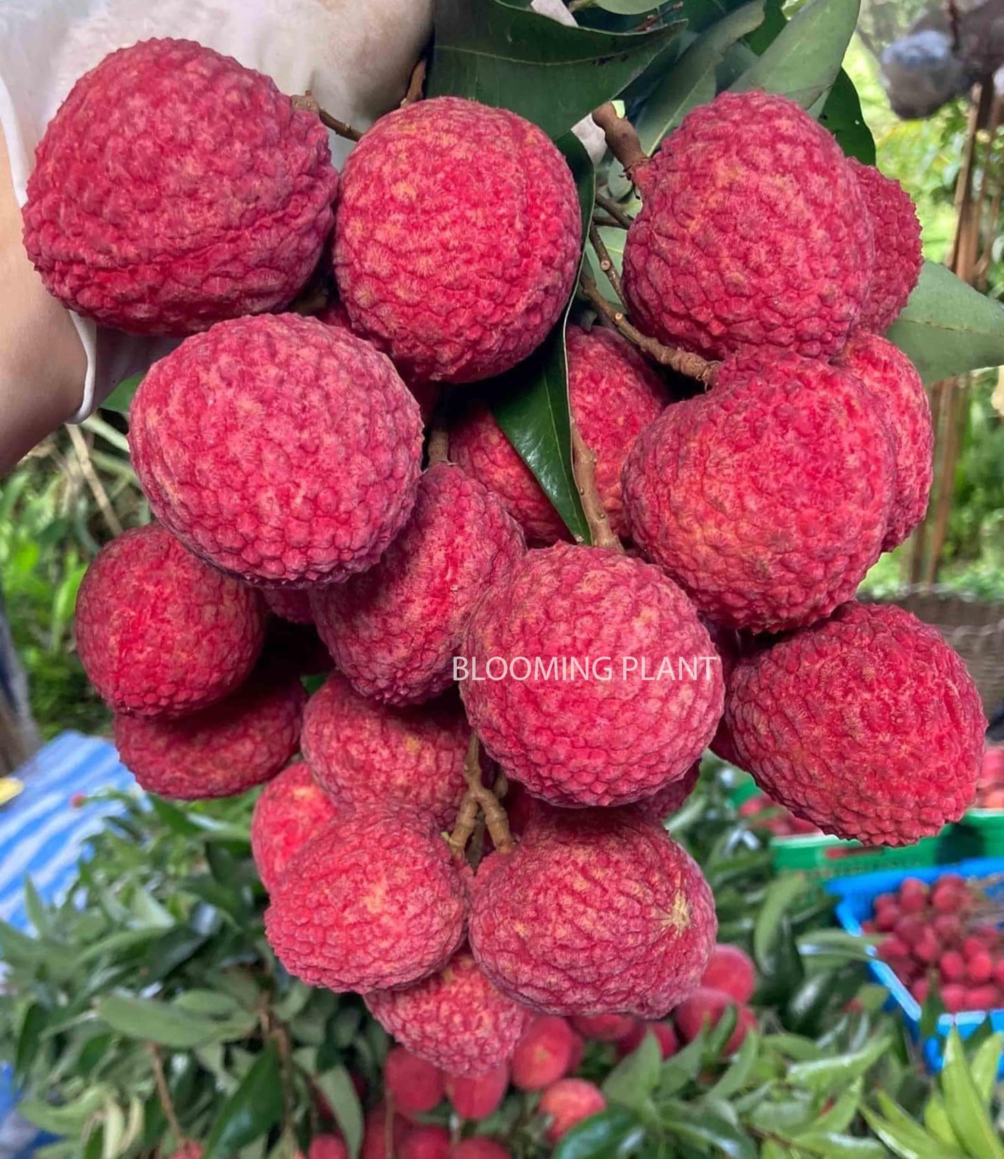 LIBAUM Muzaffarpur Shahi Litchi Fruit Live Plant | Lichi | Lychee | Lichu | Air Layered - Hybrid | High-Yield - Sweet Fruiting Tree For Home Garden (1-2 Feet Height 1 Leechi Plant in Poly Bag)