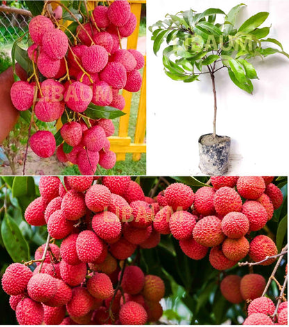 LIBAUM Muzaffarpur Shahi Litchi Fruit Live Plant | Lichi | Lychee | Lichu | Air Layered - Hybrid | High-Yield - Sweet Fruiting Tree For Home Garden (1-2 Feet Height 1 Leechi Plant in Poly Bag)