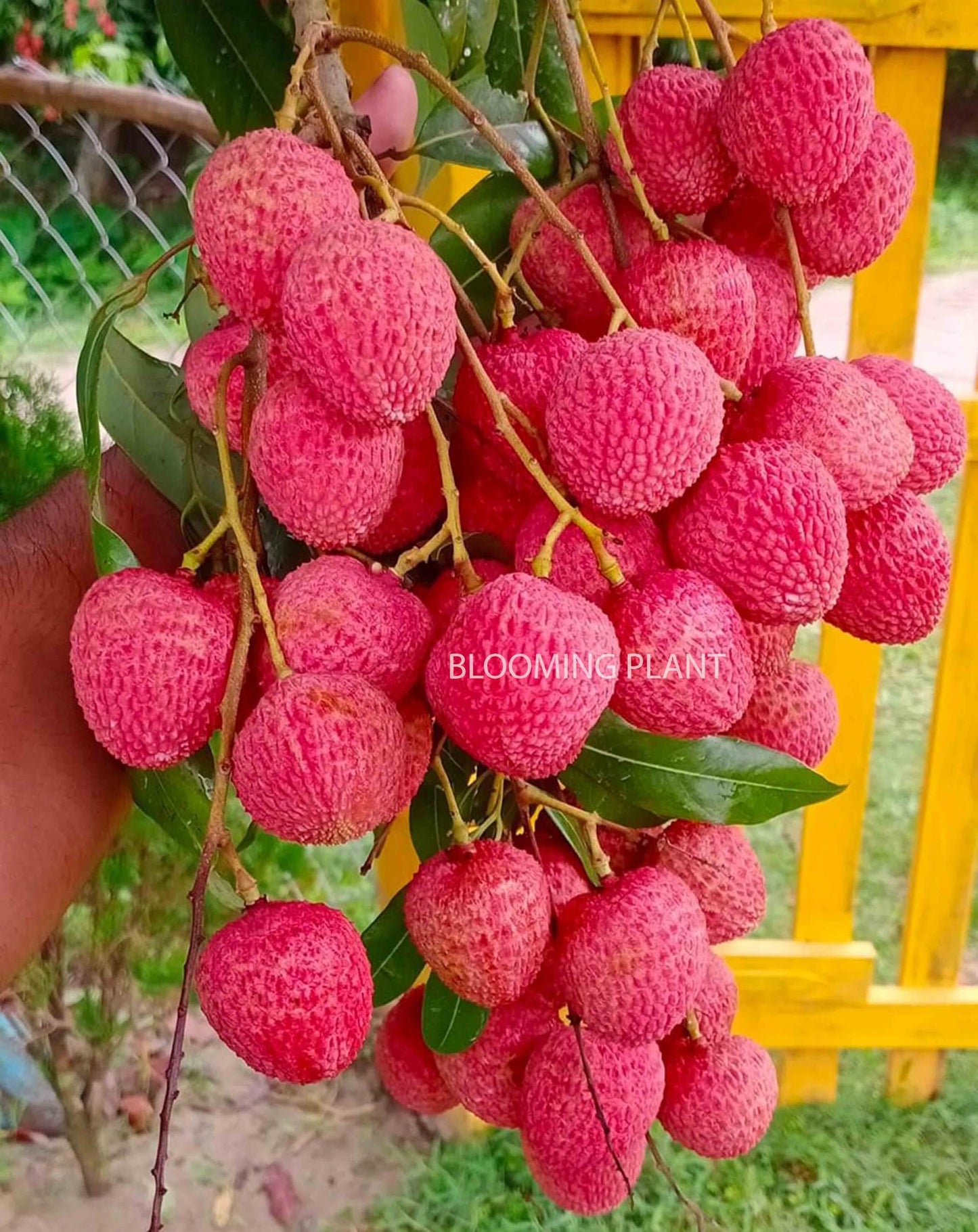 LIBAUM Muzaffarpur Shahi Litchi Fruit Live Plant | Lichi | Lychee | Lichu | Air Layered - Hybrid | High-Yield - Sweet Fruiting Tree For Home Garden (1-2 Feet Height 1 Leechi Plant in Poly Bag)