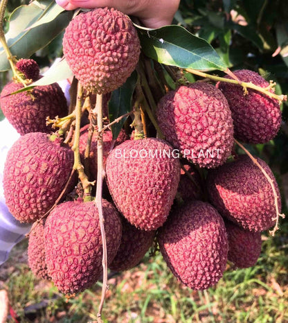 LIBAUM Muzaffarpur Shahi Litchi Fruit Live Plant | Lichi | Lychee | Lichu | Air Layered - Hybrid | High-Yield - Sweet Fruiting Tree For Home Garden (1-2 Feet Height 1 Leechi Plant in Poly Bag)