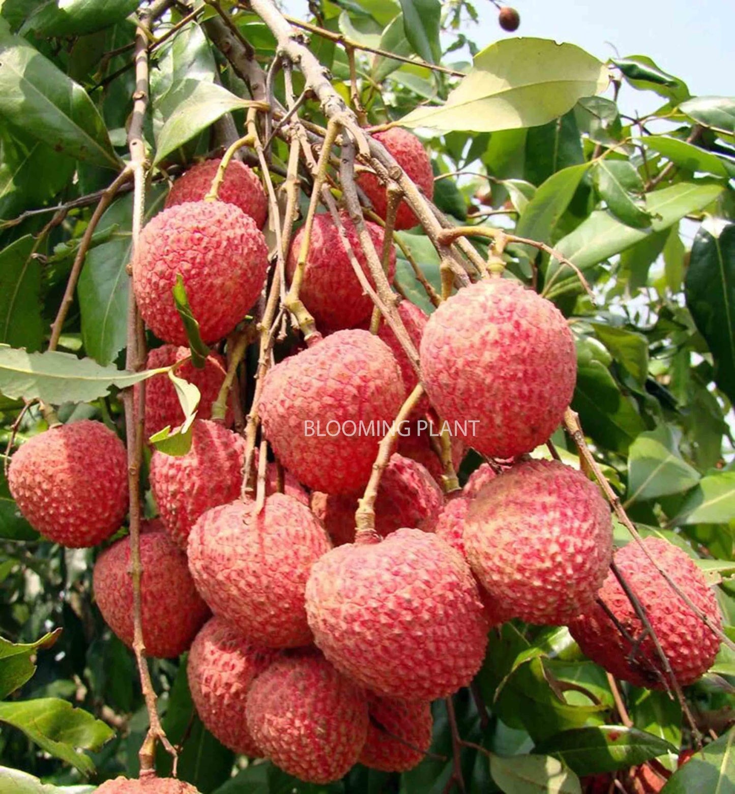 LIBAUM Muzaffarpur Shahi Litchi Fruit Live Plant | Lichi | Lychee | Lichu | Air Layered - Hybrid | High-Yield - Sweet Fruiting Tree For Home Garden (1-2 Feet Height 1 Leechi Plant in Poly Bag)